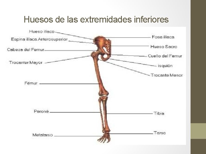 Huesos de las extremidades inferiores Huesos de las extremidades inferiores