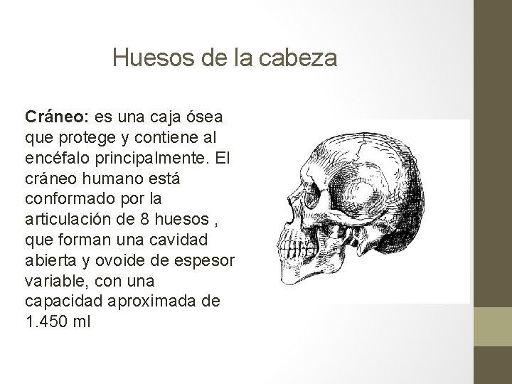 Huesos de la cabeza Cráneo: es una caja ósea que protege y contiene al Huesos de la cabeza Cráneo: es una caja ósea que protege y contiene al
