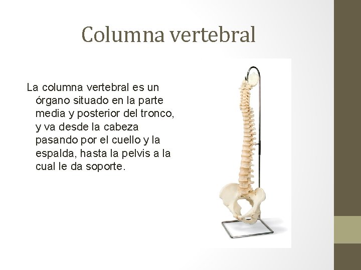 Columna vertebral La columna vertebral es un órgano situado en la parte media y Columna vertebral La columna vertebral es un órgano situado en la parte media y