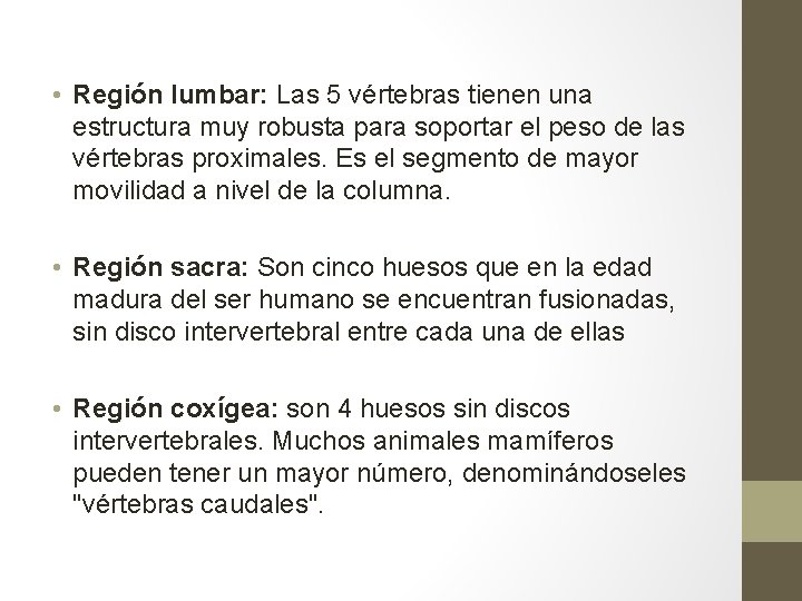 • Región lumbar: Las 5 vértebras tienen una estructura muy robusta para soportar • Región lumbar: Las 5 vértebras tienen una estructura muy robusta para soportar