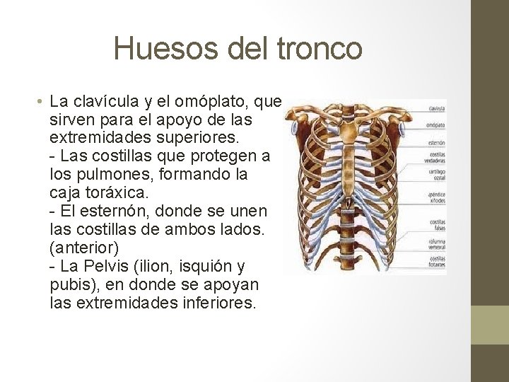 Huesos del tronco • La clavícula y el omóplato, que sirven para el apoyo Huesos del tronco • La clavícula y el omóplato, que sirven para el apoyo