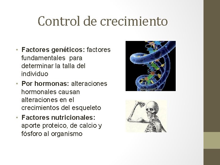 Control de crecimiento • Factores genéticos: factores fundamentales para determinar la talla del individuo Control de crecimiento • Factores genéticos: factores fundamentales para determinar la talla del individuo