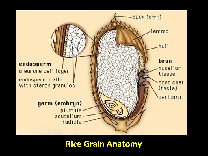 Fruits Matured and ripened ovaries Holds and protects