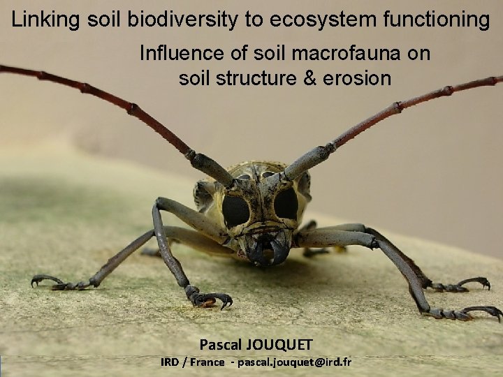 Linking soil biodiversity to ecosystem functioning Influence of soil macrofauna on soil structure &