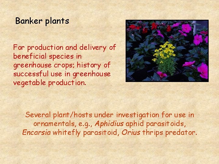 Banker plants For production and delivery of beneficial species in greenhouse crops; history of