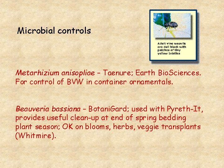 Microbial controls Metarhizium anisopliae – Taenure; Earth Bio. Sciences. For control of BVW in