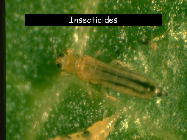 Insecticides 