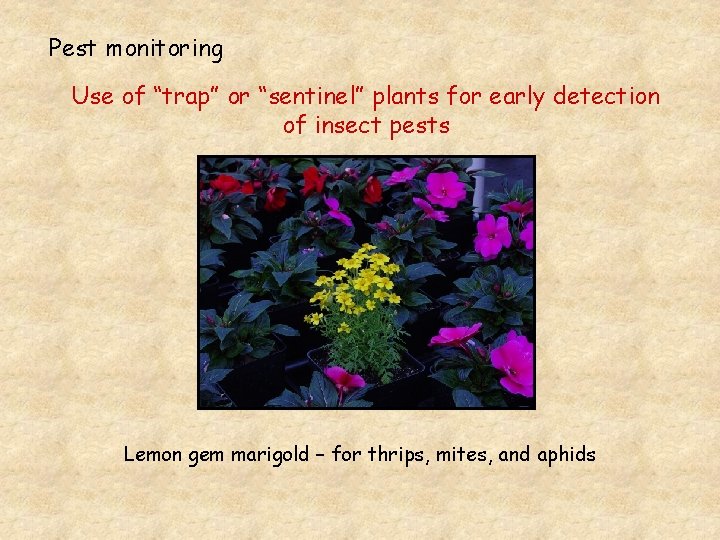 Pest monitoring Use of “trap” or “sentinel” plants for early detection of insect pests