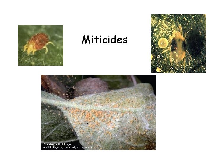 Miticides 