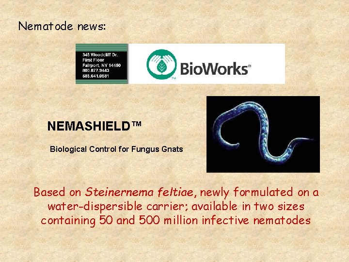 Nematode news: NEMASHIELD™ Biological Control for Fungus Gnats Based on Steinernema feltiae, newly formulated