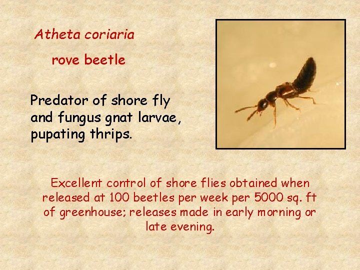 Atheta coriaria rove beetle Predator of shore fly and fungus gnat larvae, pupating thrips.