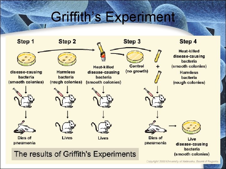 Griffith’s Experiment Griffith’s Experiment