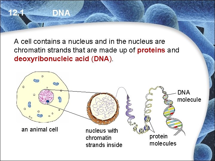 12. 1 DNA A cell contains a nucleus and in the nucleus are chromatin 12. 1 DNA A cell contains a nucleus and in the nucleus are chromatin