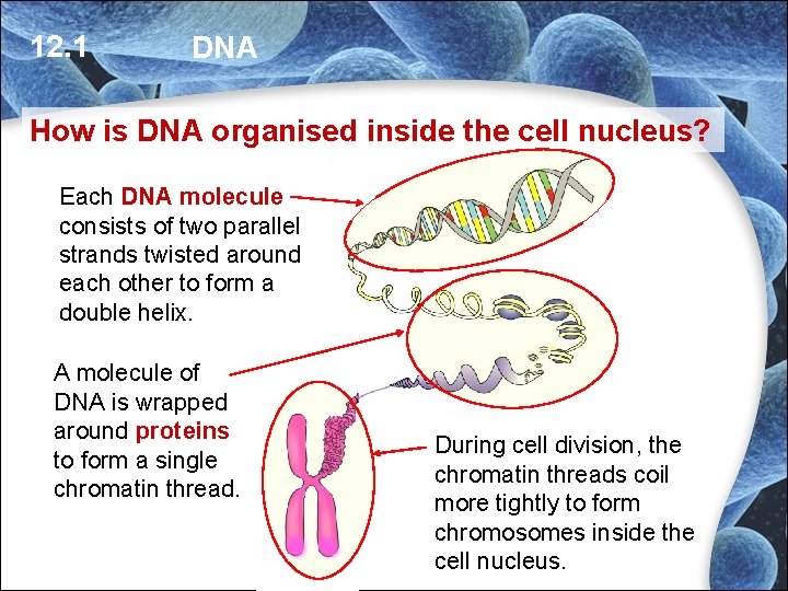 12. 1 DNA How is DNA organised inside the cell nucleus? Each DNA molecule 12. 1 DNA How is DNA organised inside the cell nucleus? Each DNA molecule