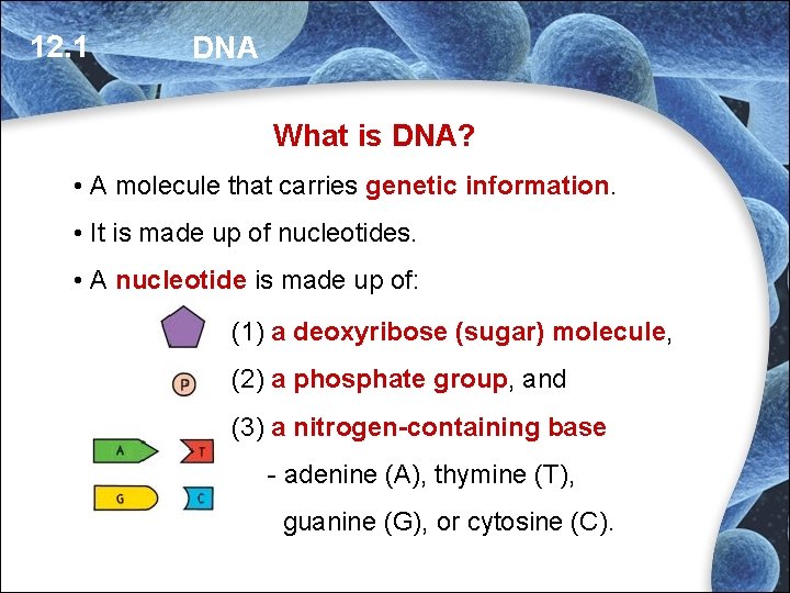 12. 1 DNA What is DNA? • A molecule that carries genetic information. • 12. 1 DNA What is DNA? • A molecule that carries genetic information. •