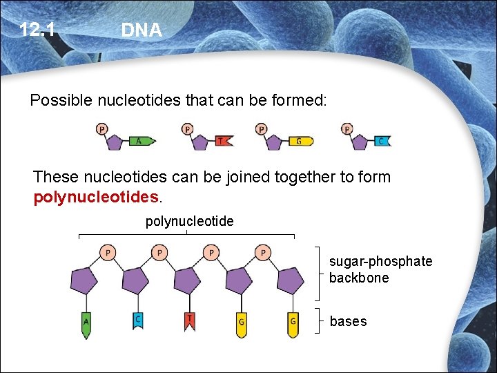 12. 1 DNA Possible nucleotides that can be formed: cytosine adenine guanine thymine These 12. 1 DNA Possible nucleotides that can be formed: cytosine adenine guanine thymine These