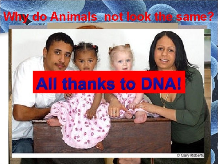 Why do Animals not look the same? All thanks to DNA! Why do Animals not look the same? All thanks to DNA!