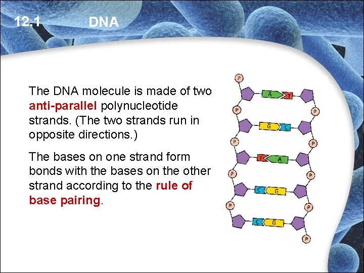 12. 1 DNA The DNA molecule is made of two anti-parallel polynucleotide strands. (The 12. 1 DNA The DNA molecule is made of two anti-parallel polynucleotide strands. (The