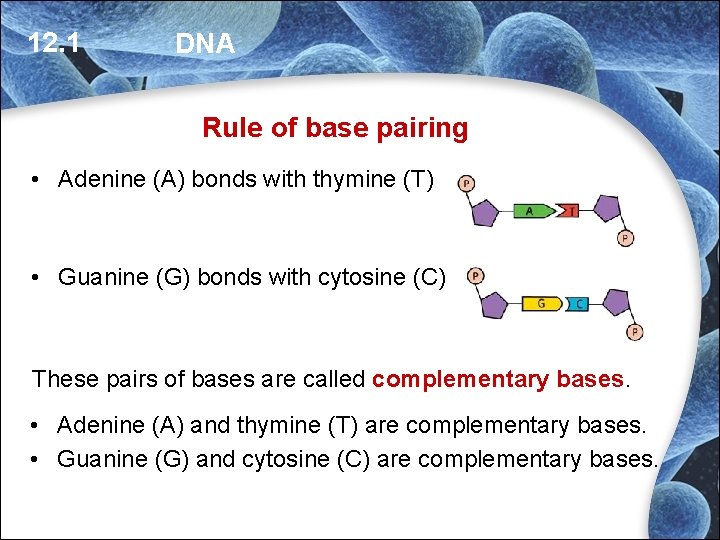 12. 1 DNA Rule of base pairing • Adenine (A) bonds with thymine (T) 12. 1 DNA Rule of base pairing • Adenine (A) bonds with thymine (T)