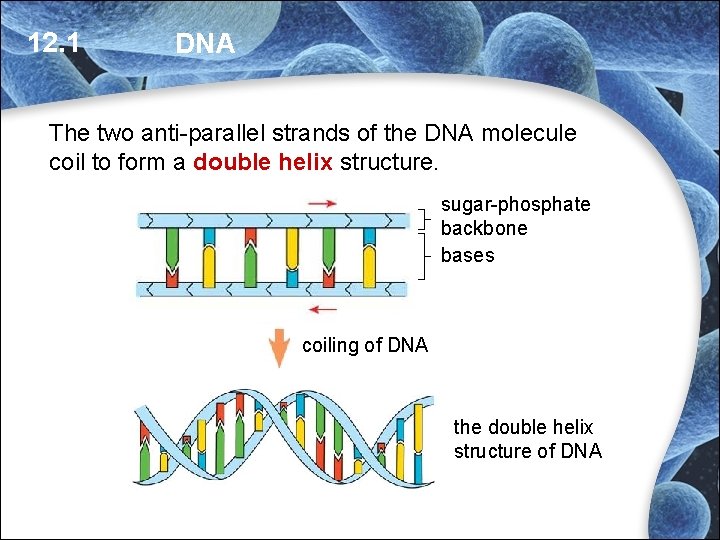 12. 1 DNA The two anti-parallel strands of the DNA molecule coil to form 12. 1 DNA The two anti-parallel strands of the DNA molecule coil to form