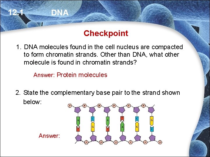 12. 1 DNA Checkpoint 1. DNA molecules found in the cell nucleus are compacted 12. 1 DNA Checkpoint 1. DNA molecules found in the cell nucleus are compacted