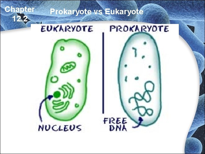 Chapter 12. 2 Prokaryote vs Eukaryote Chapter 12. 2 Prokaryote vs Eukaryote