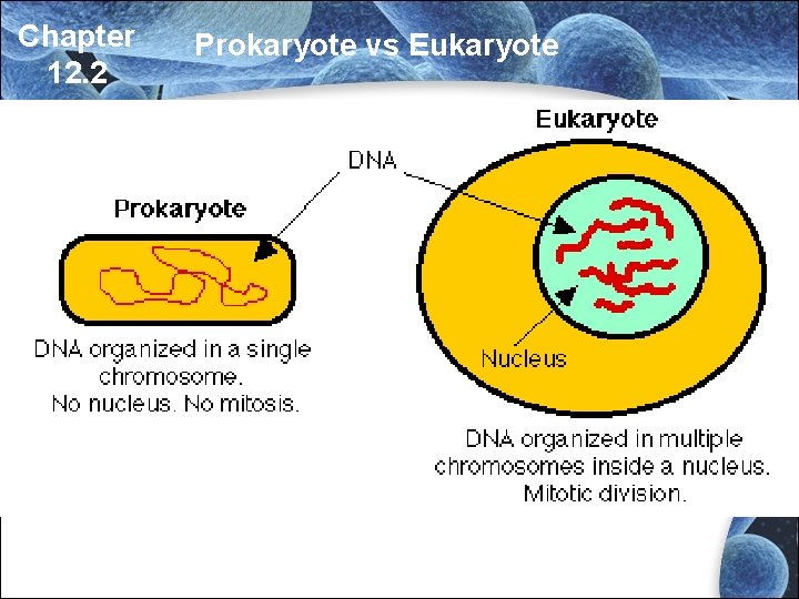 Chapter 12. 2 Prokaryote vs Eukaryote Chapter 12. 2 Prokaryote vs Eukaryote