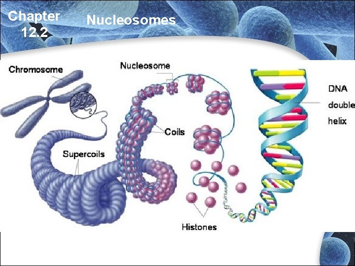 Chapter 12. 2 Nucleosomes Chapter 12. 2 Nucleosomes
