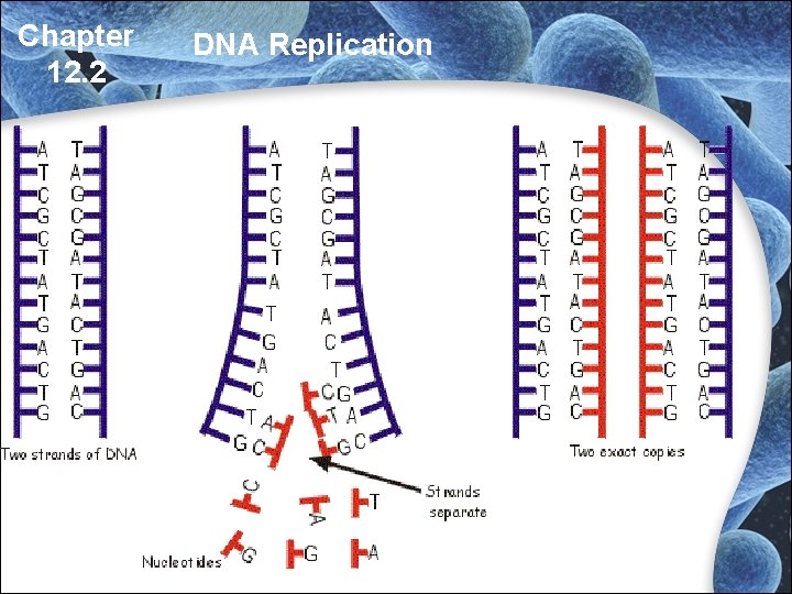Chapter 12. 2 DNA Replication Chapter 12. 2 DNA Replication