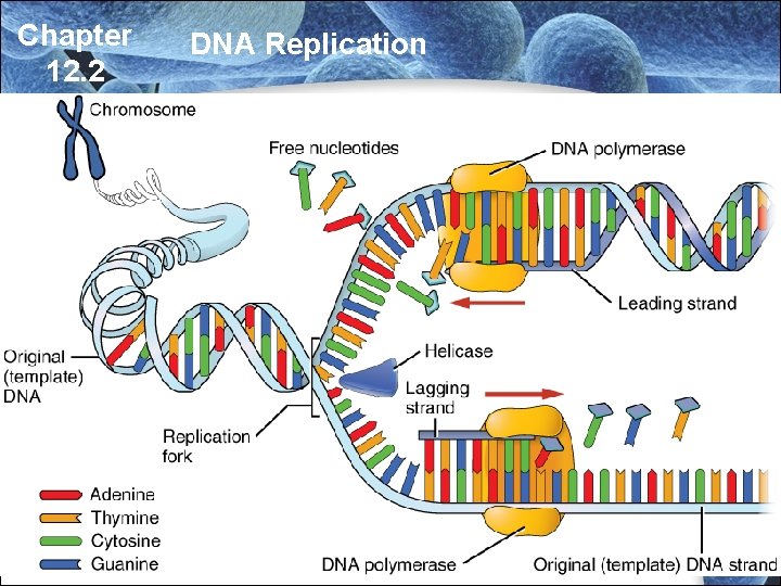 Chapter 12. 2 DNA Replication Chapter 12. 2 DNA Replication