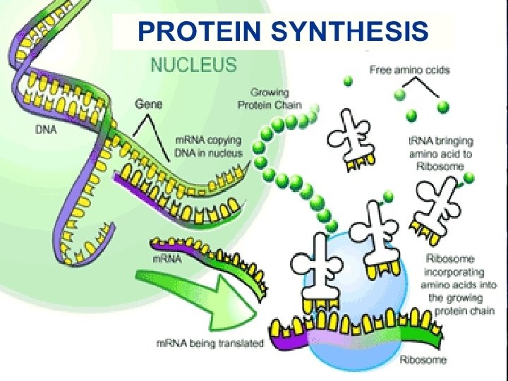 12. 3 RNA and Protein Synthesis How are proteins made? 12. 3 RNA and Protein Synthesis How are proteins made?