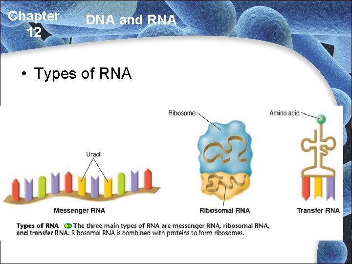Chapter 12 DNA and RNA • Types of RNA Chapter 12 DNA and RNA • Types of RNA