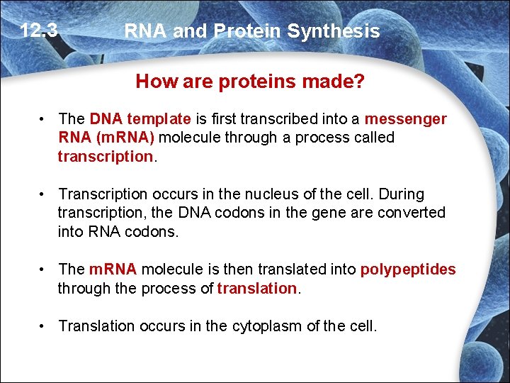 12. 3 RNA and Protein Synthesis How are proteins made? • The DNA template 12. 3 RNA and Protein Synthesis How are proteins made? • The DNA template
