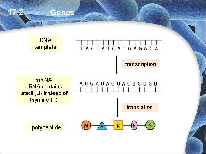 17. 2 Genes DNA template transcription m. RNA - RNA contains uracil (U) instead 17. 2 Genes DNA template transcription m. RNA - RNA contains uracil (U) instead