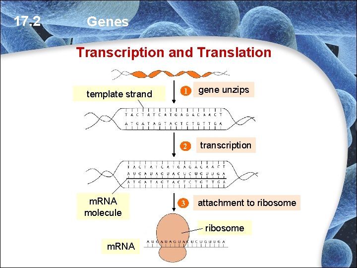 17. 2 Genes Transcription and Translation template strand m. RNA molecule 1 gene unzips 17. 2 Genes Transcription and Translation template strand m. RNA molecule 1 gene unzips