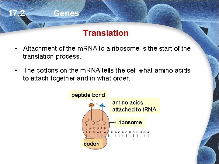 17. 2 Genes Translation • Attachment of the m. RNA to a ribosome is 17. 2 Genes Translation • Attachment of the m. RNA to a ribosome is