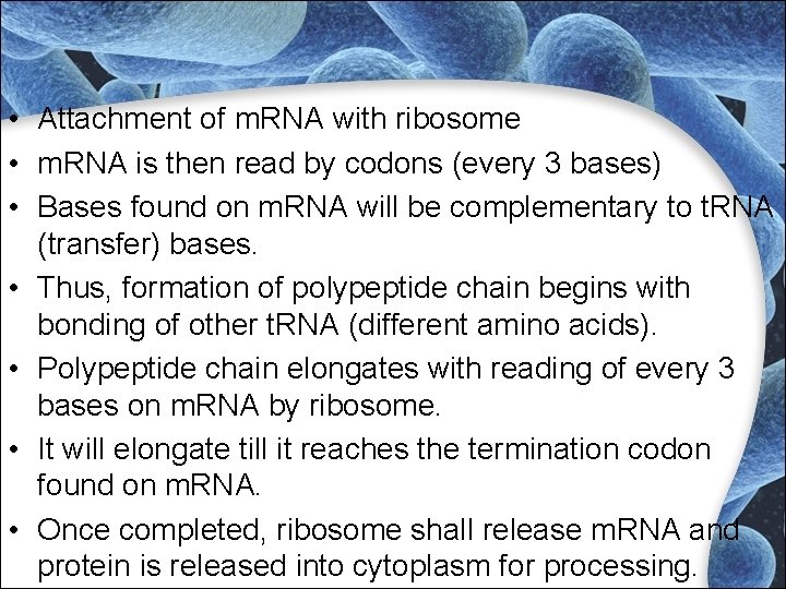• Attachment of m. RNA with ribosome • m. RNA is then read • Attachment of m. RNA with ribosome • m. RNA is then read