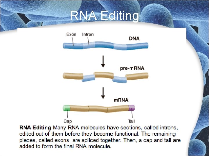 RNA Editing RNA Editing