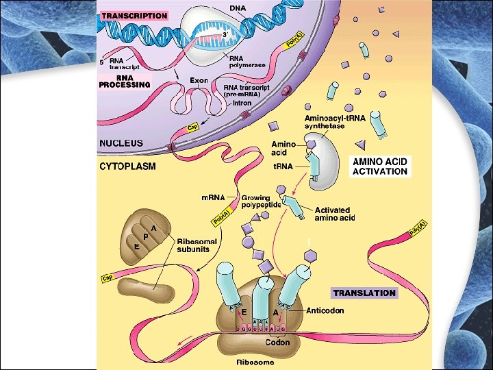 RNA Editing RNA Editing