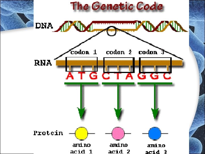 The Genetic Code The Genetic Code