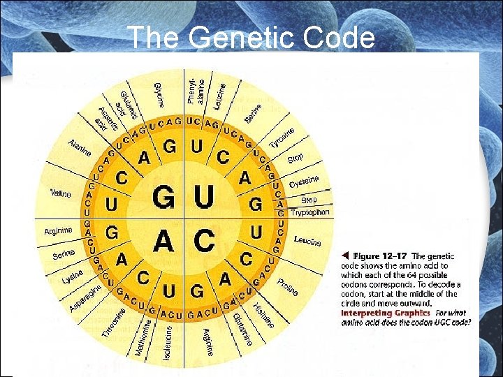 The Genetic Code The Genetic Code