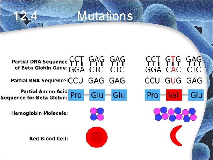 12. 4 Mutations 12. 4 Mutations