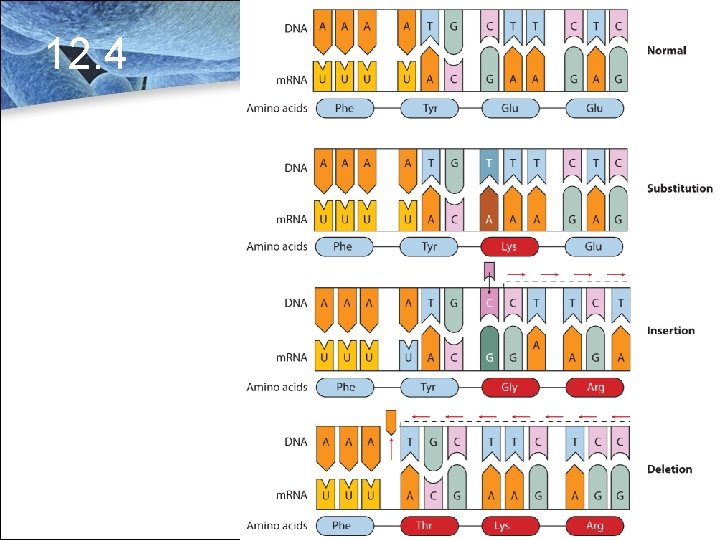 12. 4 Point Mutations 12. 4 Point Mutations