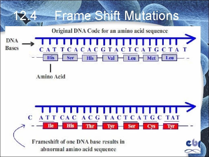 12. 4 Frame Shift Mutations 12. 4 Frame Shift Mutations