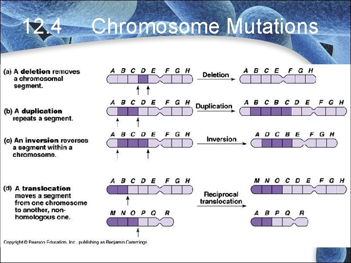 12. 4 Chromosome Mutations 12. 4 Chromosome Mutations