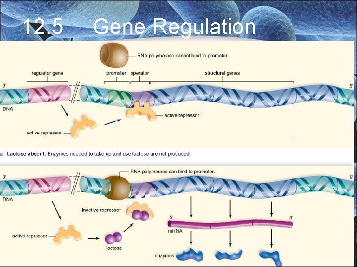 12. 5 Gene Regulation 12. 5 Gene Regulation