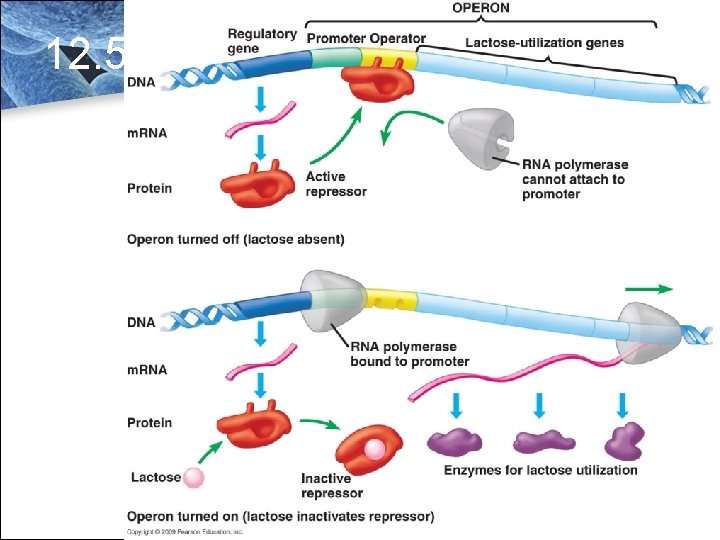 12. 5 Gene Regulation 12. 5 Gene Regulation