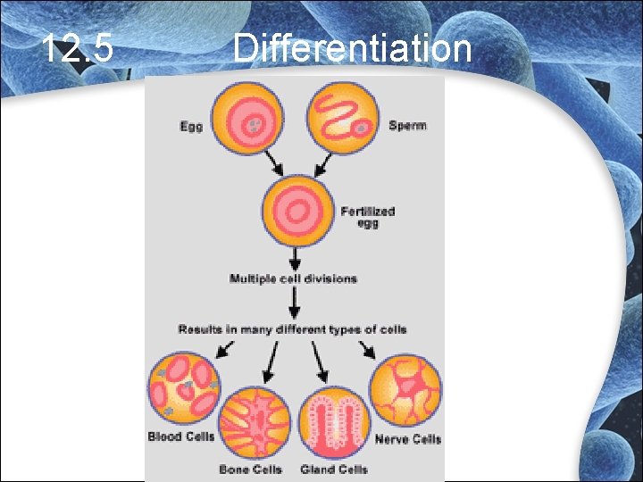 12. 5 Differentiation 12. 5 Differentiation