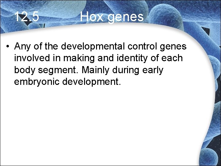 12. 5 Hox genes • Any of the developmental control genes involved in making 12. 5 Hox genes • Any of the developmental control genes involved in making