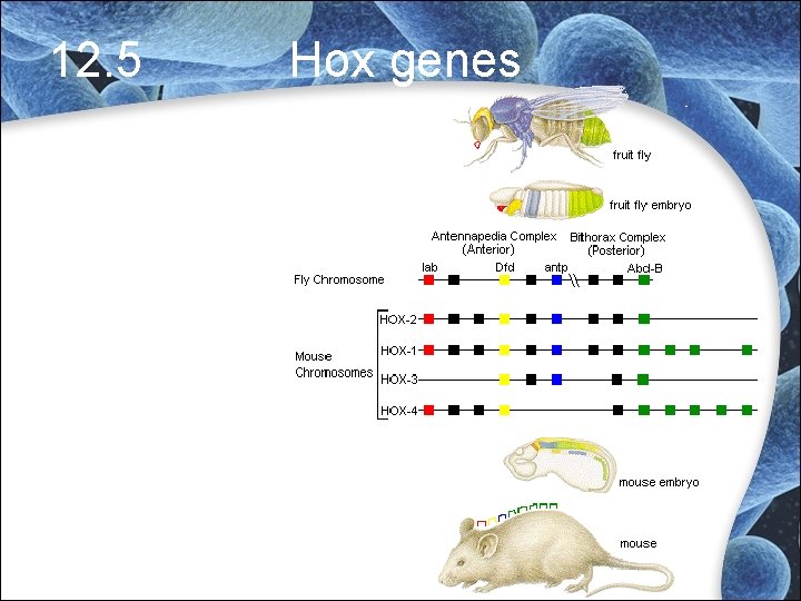 12. 5 Hox genes 12. 5 Hox genes
